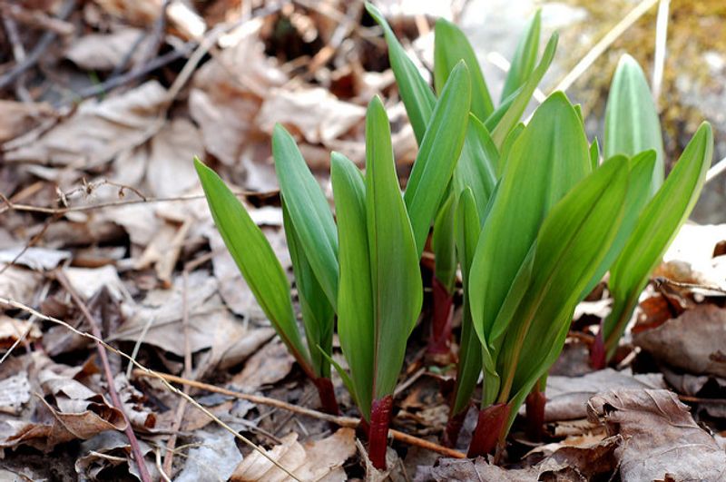 The Arrival of Ramp Season Signals a Culinary Awakening The Arrival of Ramp Season Signals a Culinary Awakening