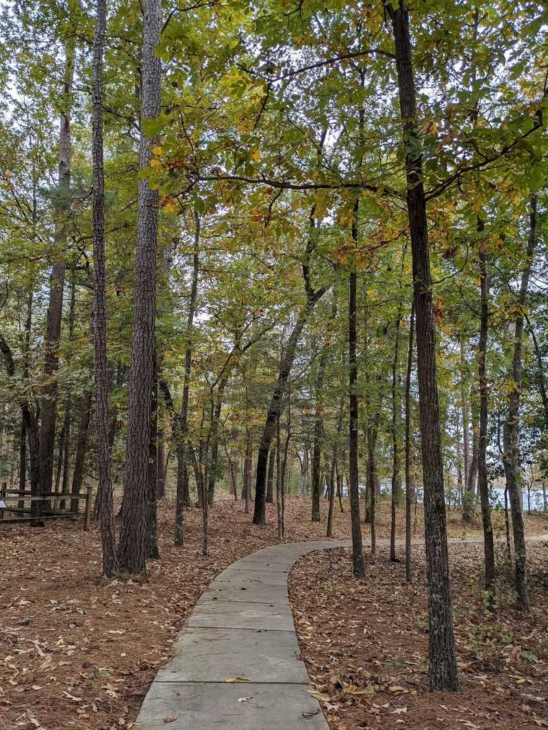The Bay Forest, A Living Ecosystem Inside the Depression