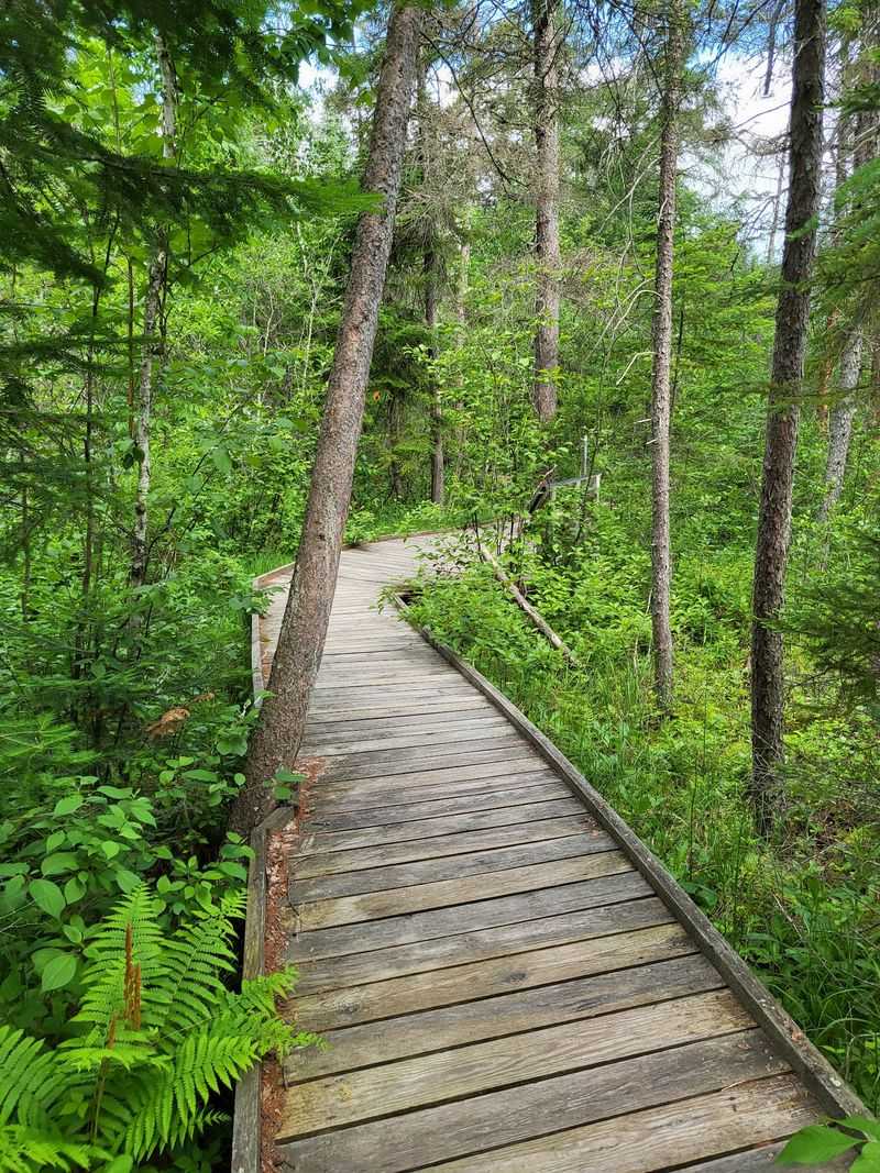 The Bog Boardwalk and Its Carnivorous Plants