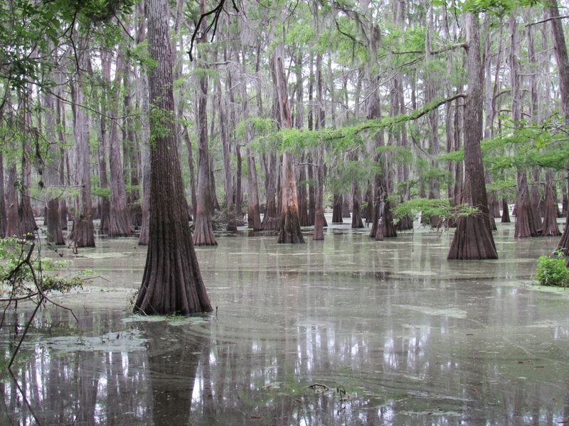 The Bottomland Forest That Almost Disappeared