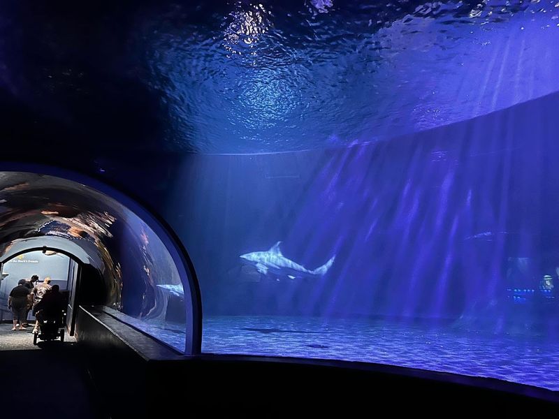 The Bull Shark Tunnel That Started All Of This