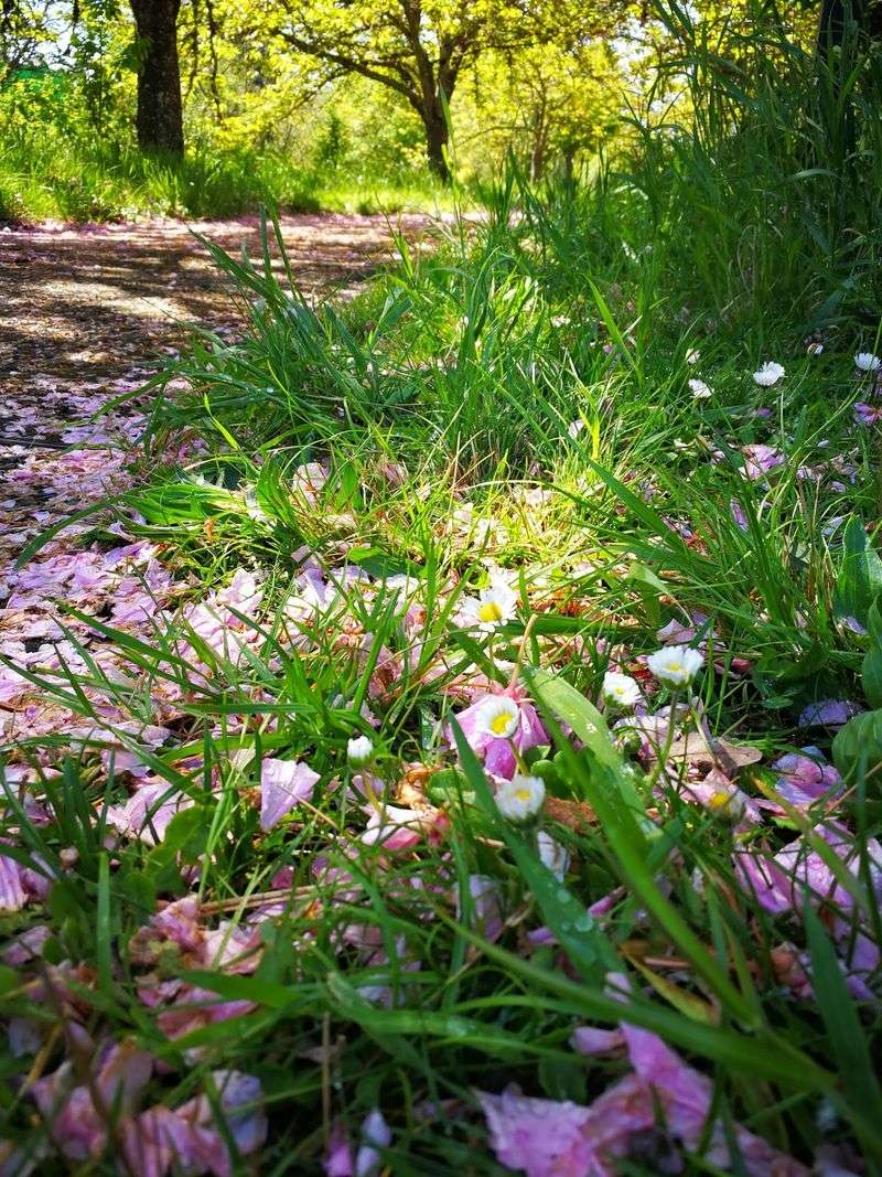 The Cherry Blossom Path and the Park Setting Outside