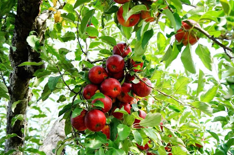 The Cider That Keeps Winning Awards The Cider That Keeps Winning Awards