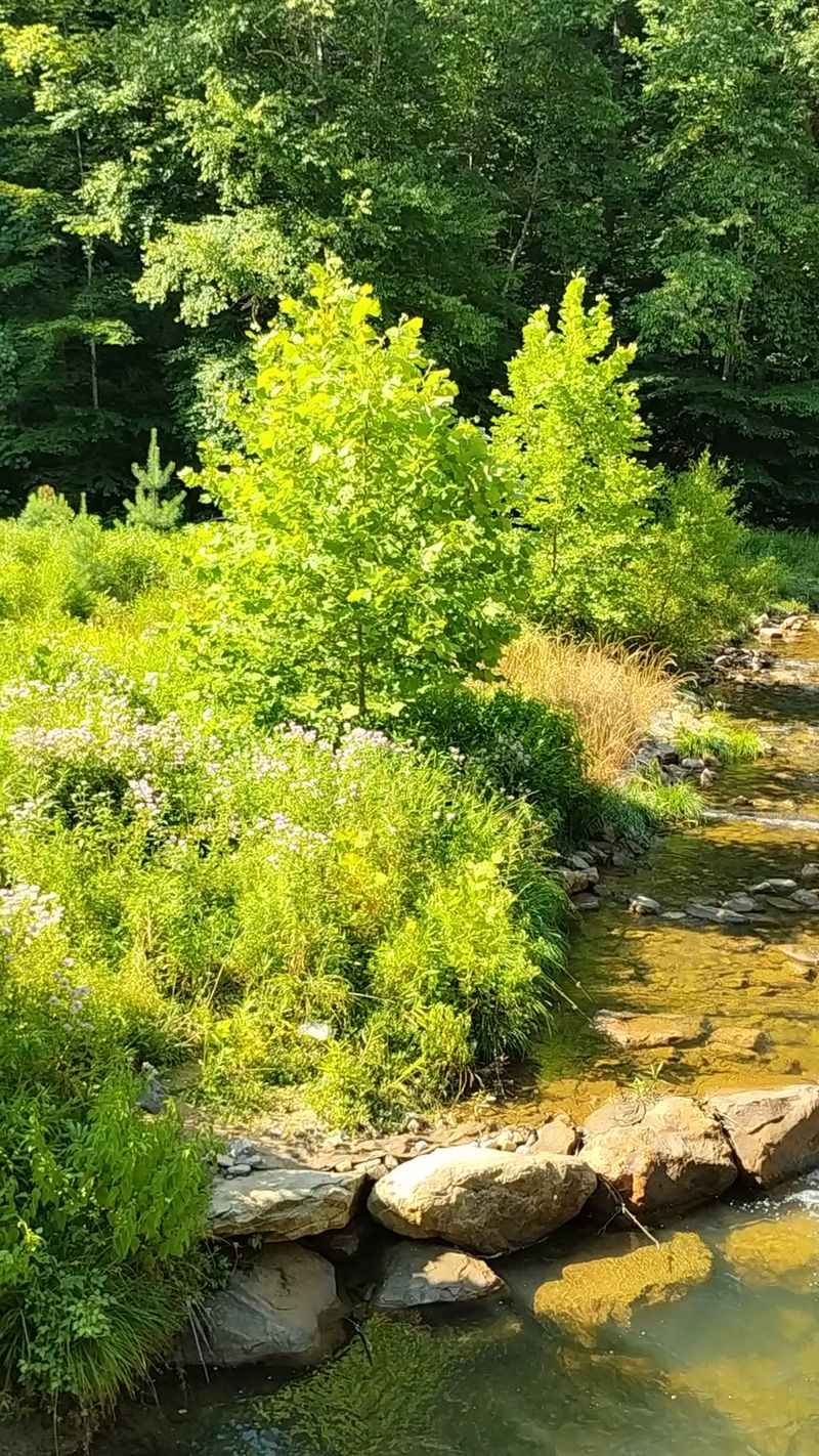 The Creek That Steals Every Child's Attention The Creek That Steals Every Child's Attention