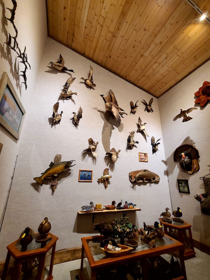 The Curious World of the Taxidermy Rooms The Curious World of the Taxidermy Rooms