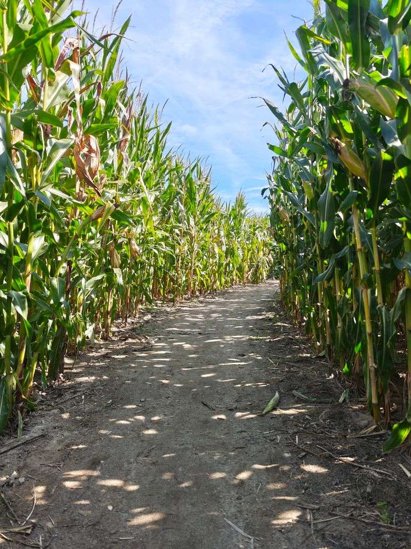 The Dolly Parton Corn Maze Takes Center Stage