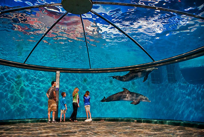 The Dolphin Pavilion That Changed What a Midwest Zoo Could Be The Dolphin Pavilion That Changed What a Midwest Zoo Could Be