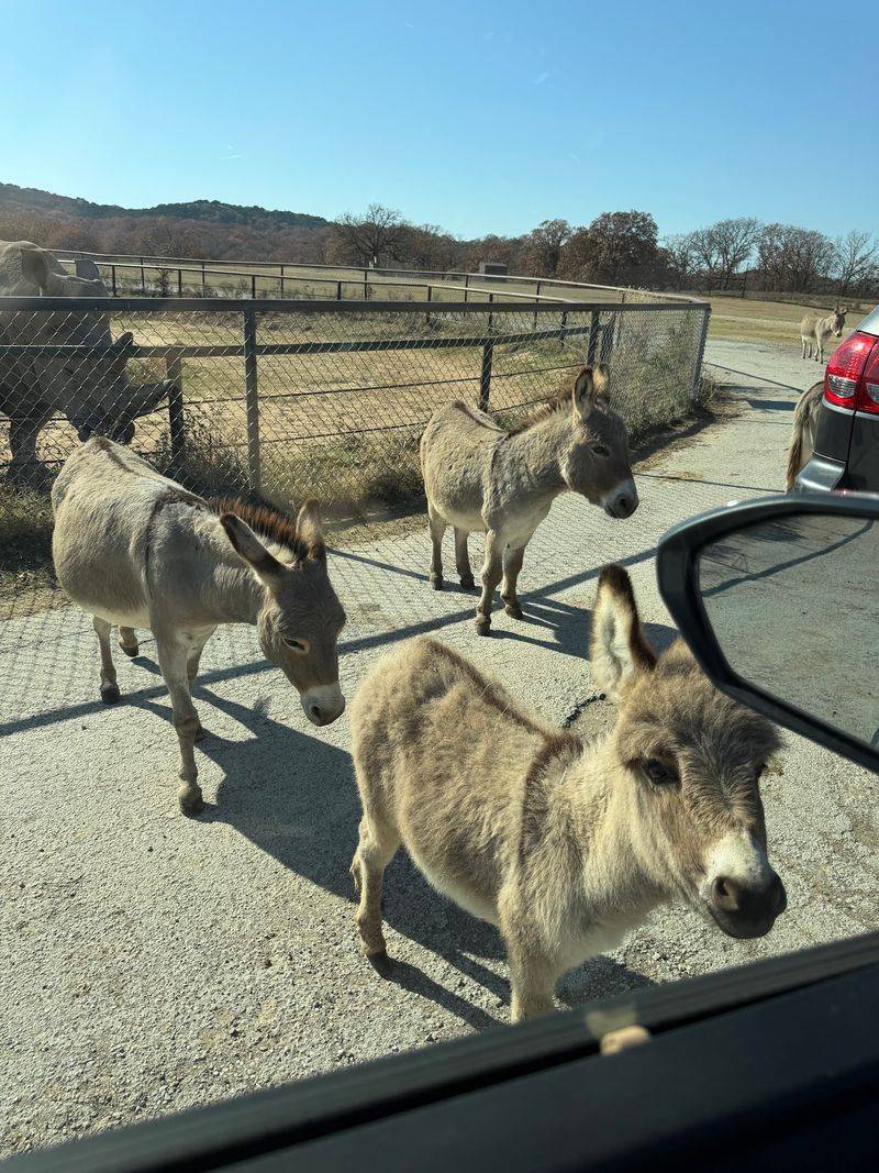 The Donkey Welcome Committee