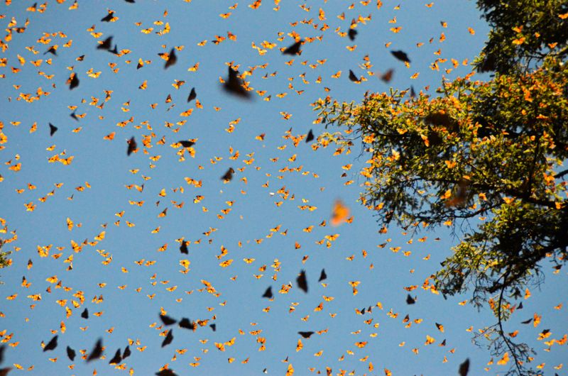 The Fall Monarch Roost Near the Bison Pasture The Fall Monarch Roost Near the Bison Pasture