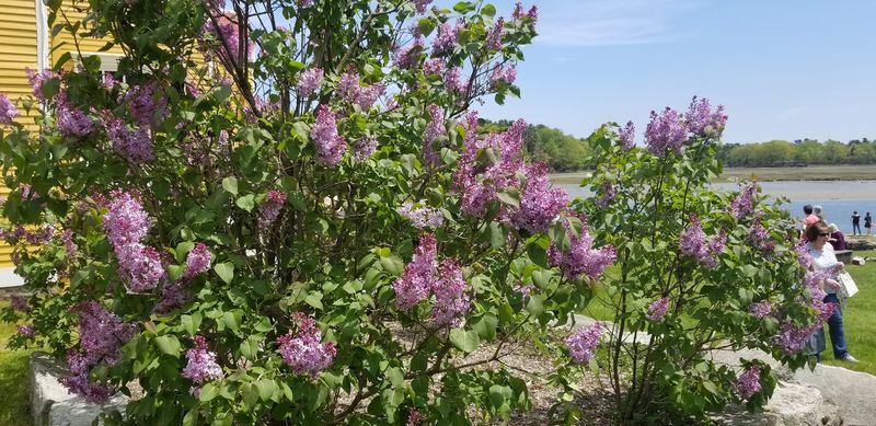 The Famous Lilacs and Green Grounds The Famous Lilacs and Green Grounds