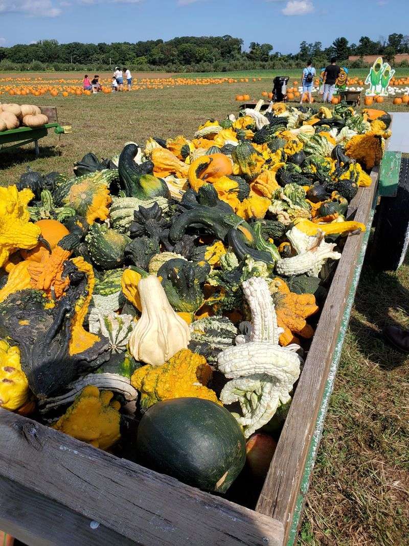 The Farm Stand Where Vegetables Steal The Show The Farm Stand Where Vegetables Steal The Show