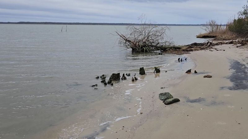 The Fossils You Can Actually Find Here