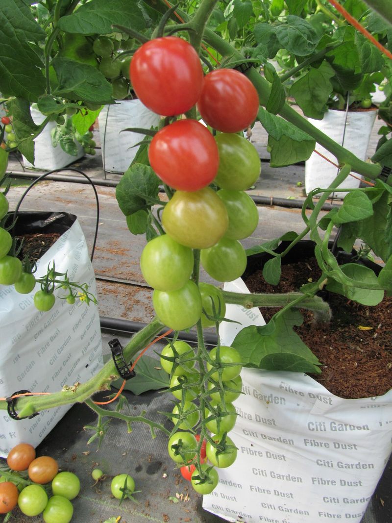 The Garden Center And Planning Your Trip The Garden Center And Planning Your Trip