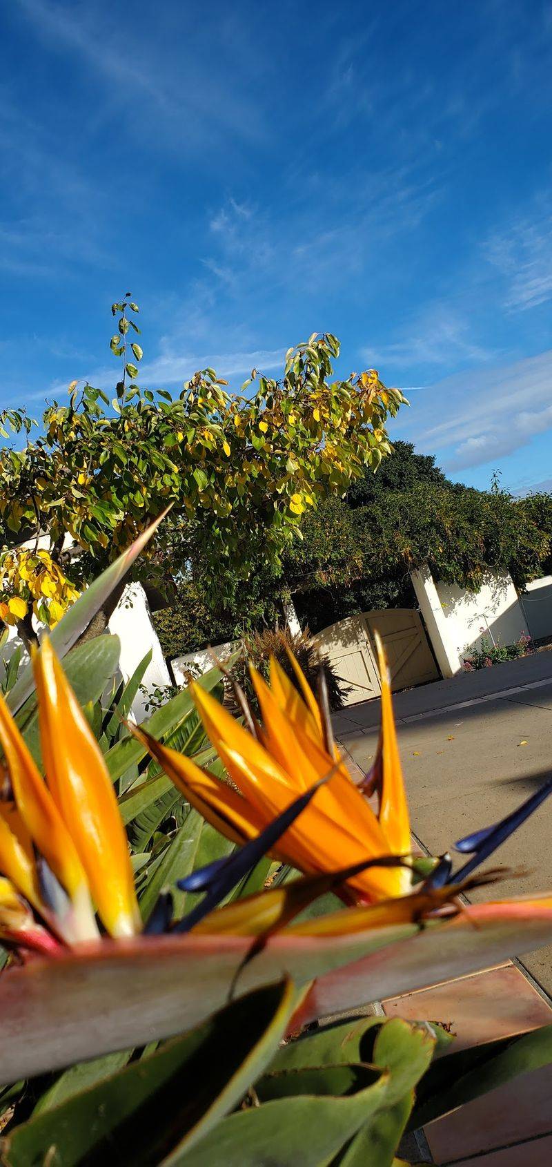 The Garden, the Patio, and That Enormous Avocado Tree