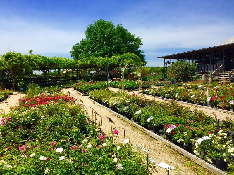 The Great Fall Garden Festival in Jemison