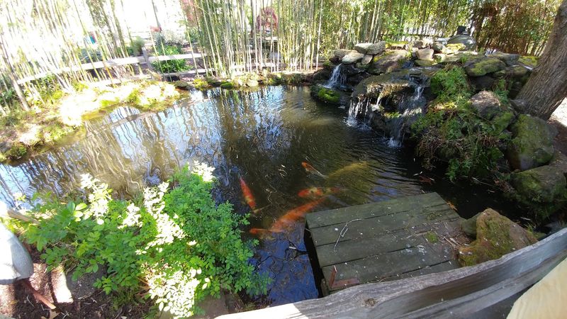 The Koi Pond Tucked Behind Bamboo The Koi Pond Tucked Behind Bamboo