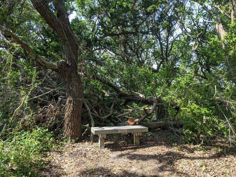 The Maritime Forest Has Its Own Personality The Maritime Forest Has Its Own Personality