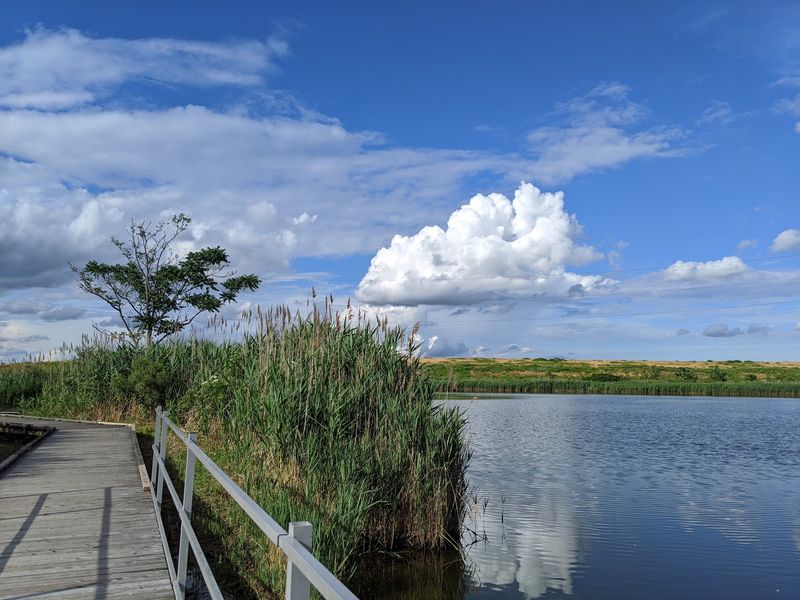 The Marsh Discovery Trail Boardwalk