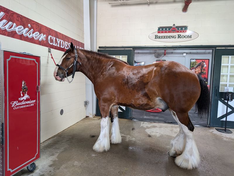 The Official Home Of The Budweiser Clydesdales The Official Home Of The Budweiser Clydesdales