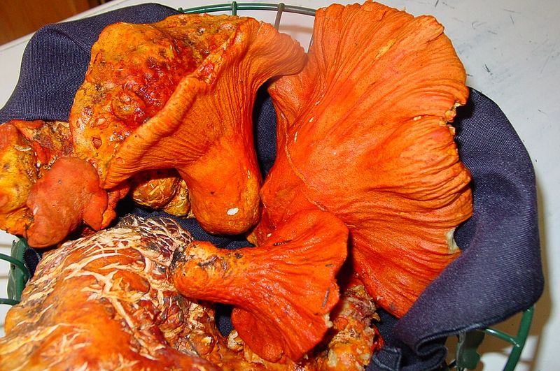 The Orange Flash That Started All the Fuss The Orange Flash That Started All the Fuss