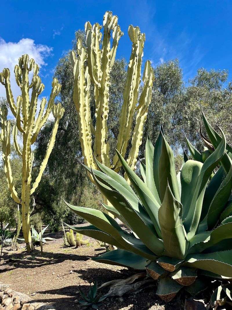The Ranch of the Spanish Daggers