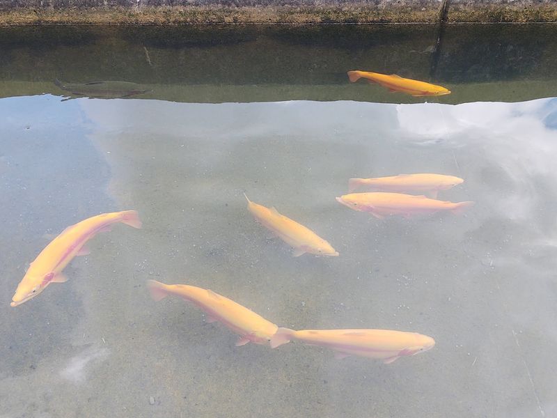 The Rare Golden Trout Sighting The Rare Golden Trout Sighting