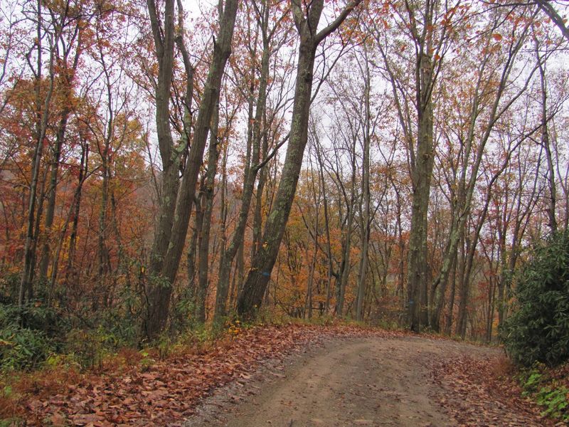 The Rough Road In