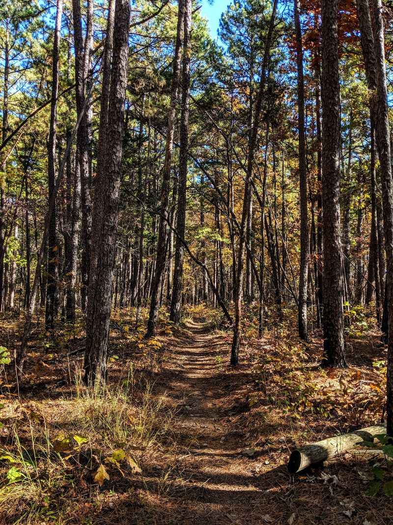 The Shortleaf Pines That Started It All The Shortleaf Pines That Started It All