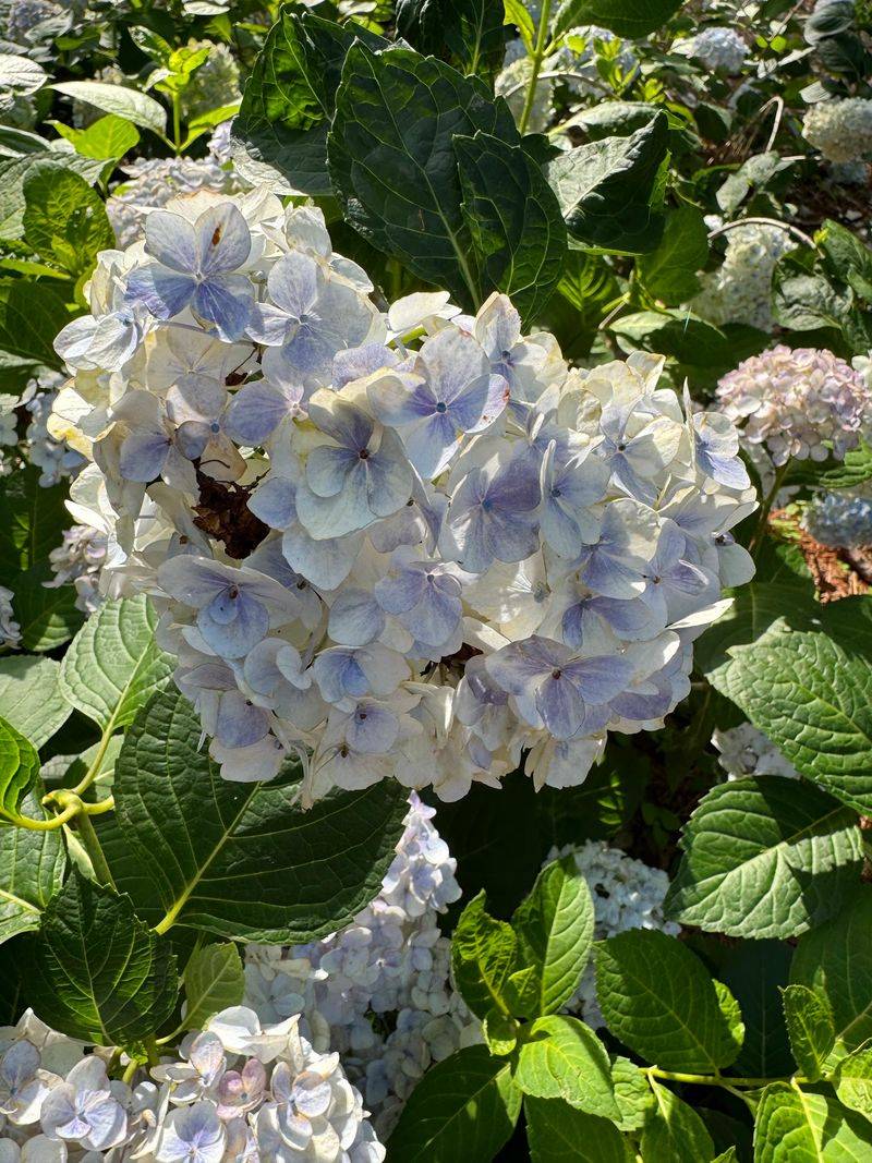 The Snowflake Hydrangea That Started in the Alabama Woods