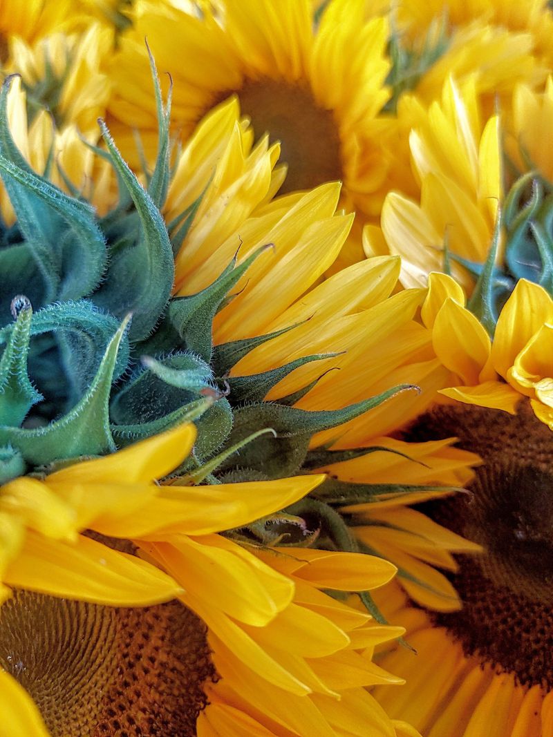 The Sunflower Field That Makes Drivers Hit The Brakes The Sunflower Field That Makes Drivers Hit The Brakes