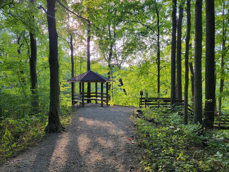 The Tree Canopy That Keeps You Cool