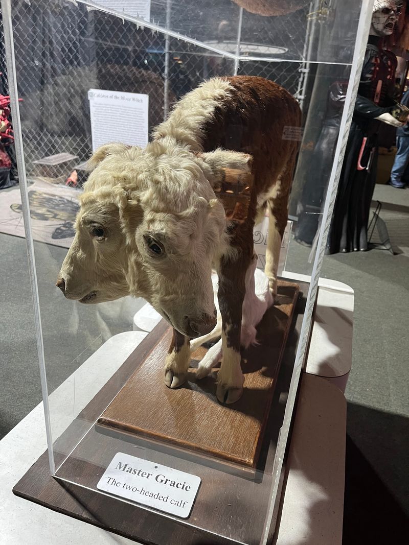 The Two-Headed Goats That Greet You First