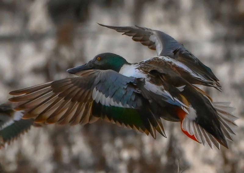 The Unusual Birds Worth Getting Excited About