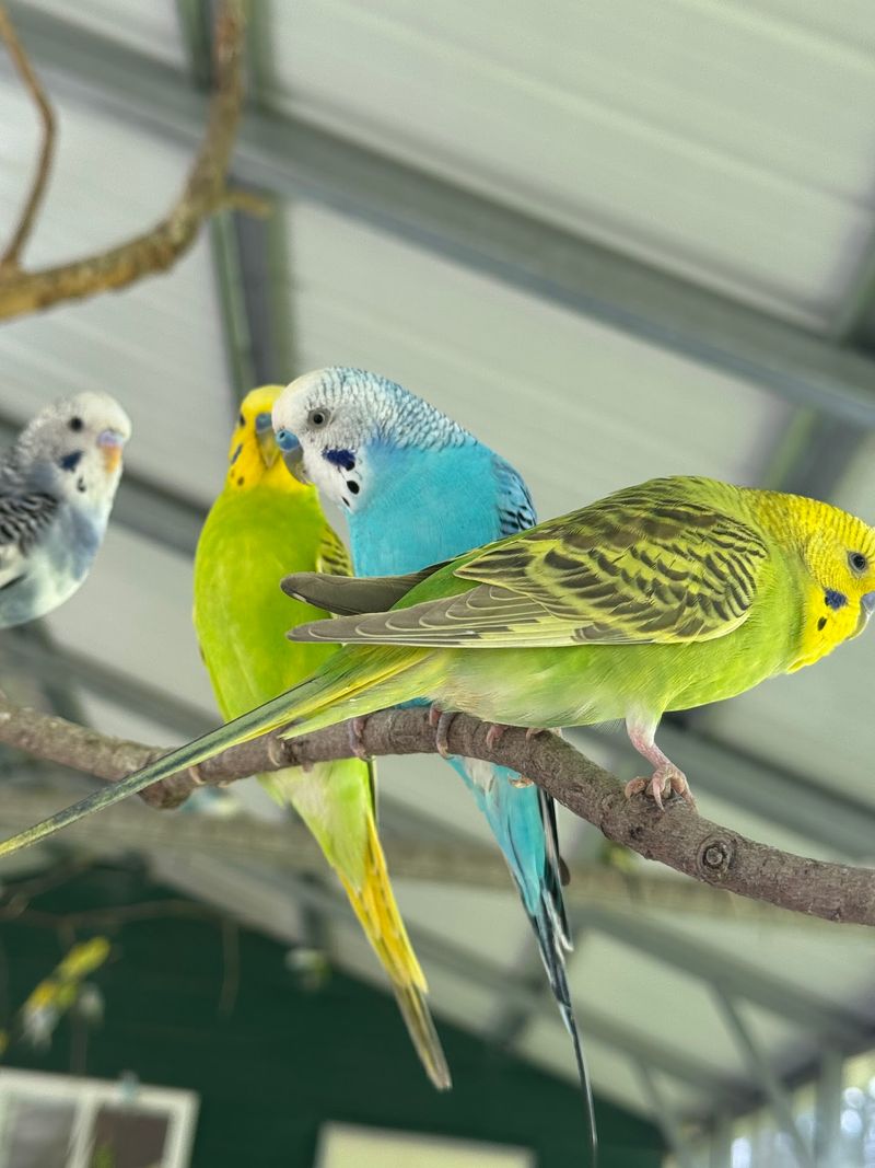 The Walk-Through Parakeet House Adventure