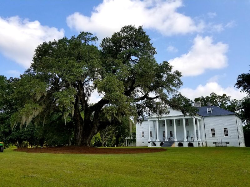 The Washington Oak and the Request That Saved It The Washington Oak and the Request That Saved It