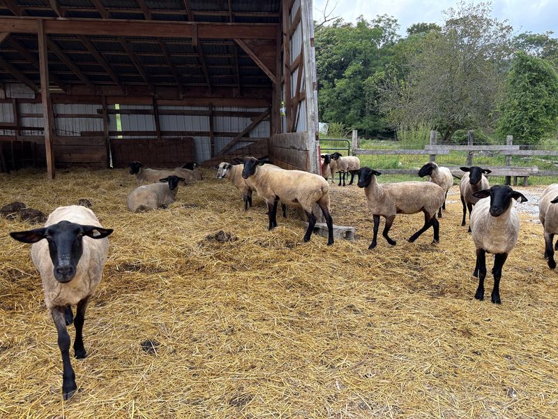 The Weekend Farm Store And Direct Pickup