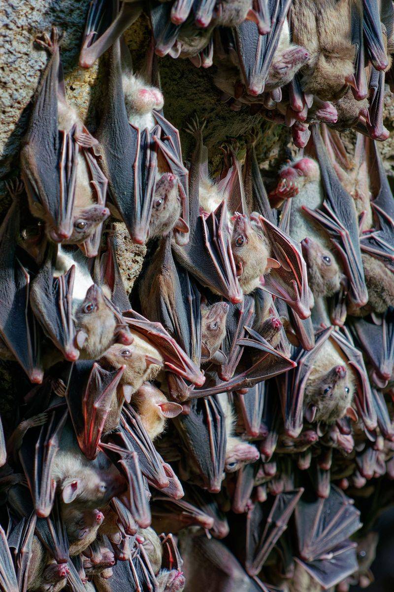 Thousands Of Bats Call The Dark Bore Home