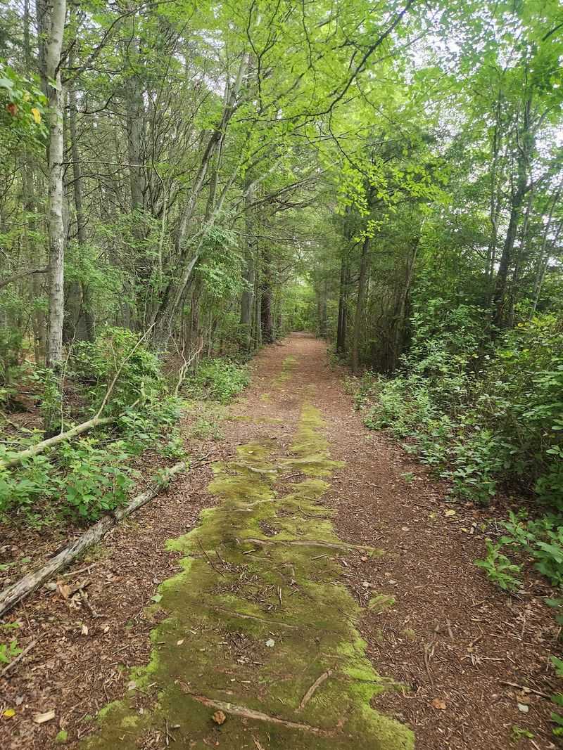 Three Thousand Acres of Pine Barrens Calm Three Thousand Acres of Pine Barrens Calm