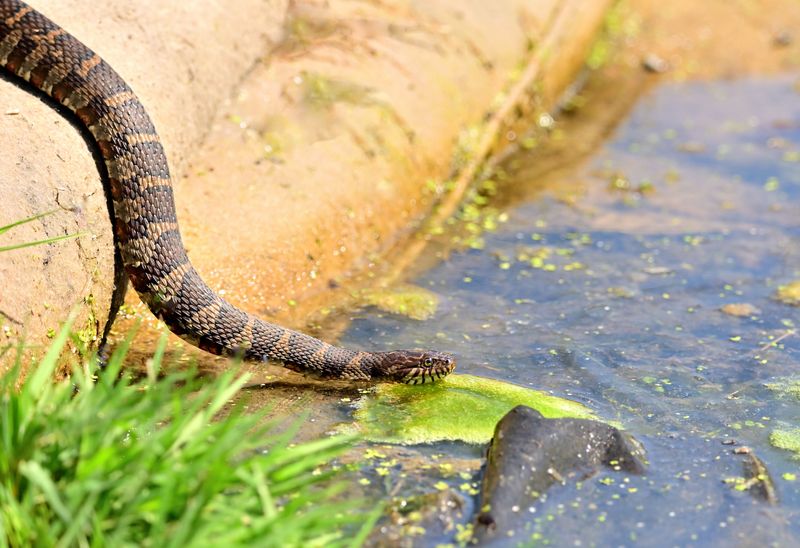 Timber Rattlesnakes And The Wooded Ridges Timber Rattlesnakes And The Wooded Ridges