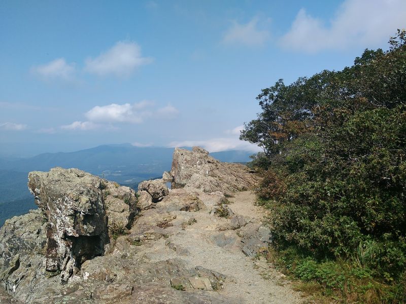 Timber Rattlesnakes and Copperheads Deserve Your Attention