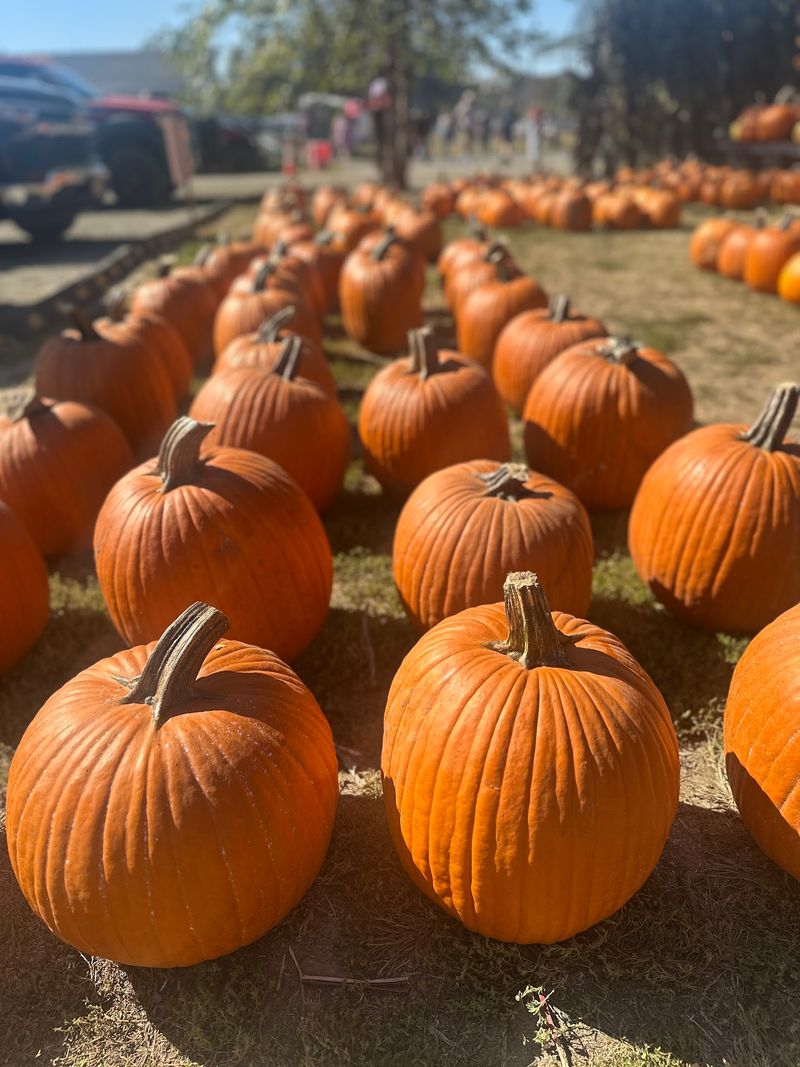 Timing Your Fall Fest Visit Without The Crowds Timing Your Fall Fest Visit Without The Crowds