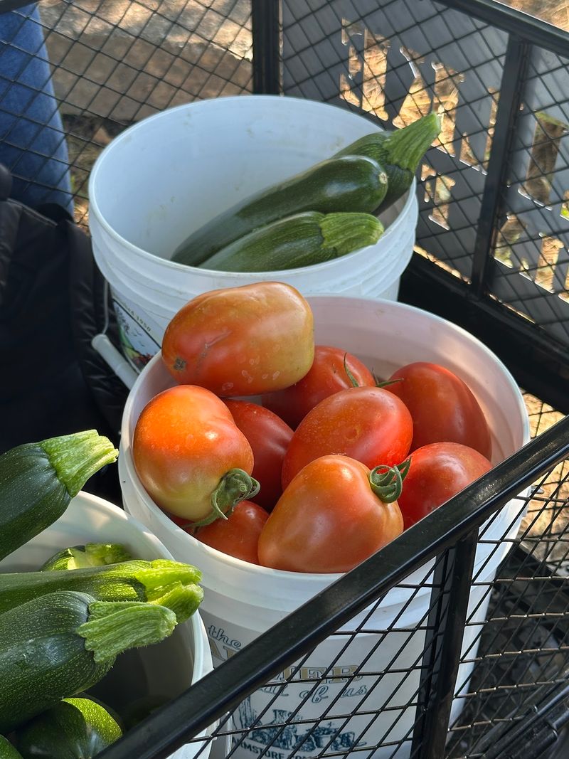 Tomato Rows That Reward Anyone Without A Garden Tomato Rows That Reward Anyone Without A Garden