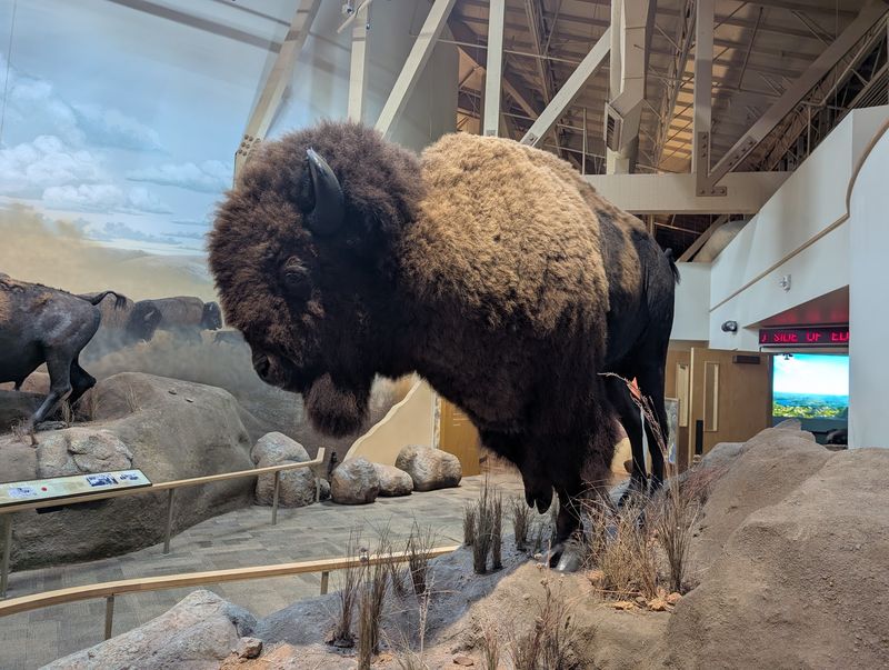 Traffic Jams, Bison Style Traffic Jams, Bison Style