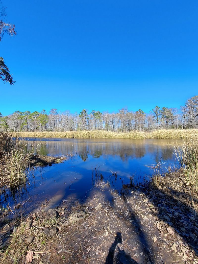 Trails Through Pines, Marsh, and Quiet Trails Through Pines, Marsh, and Quiet