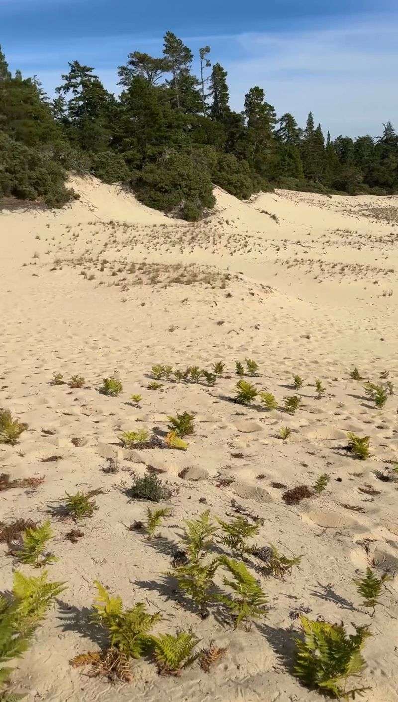 Tree Islands Floating on Sand Tree Islands Floating on Sand