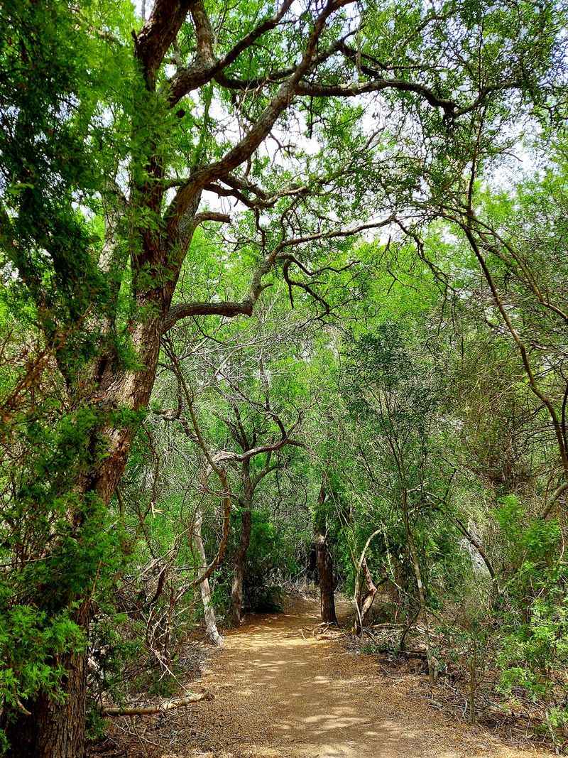 Trees And Plants You Will Not Find Up North Trees And Plants You Will Not Find Up North