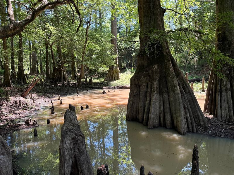 Trees That Steal The Show