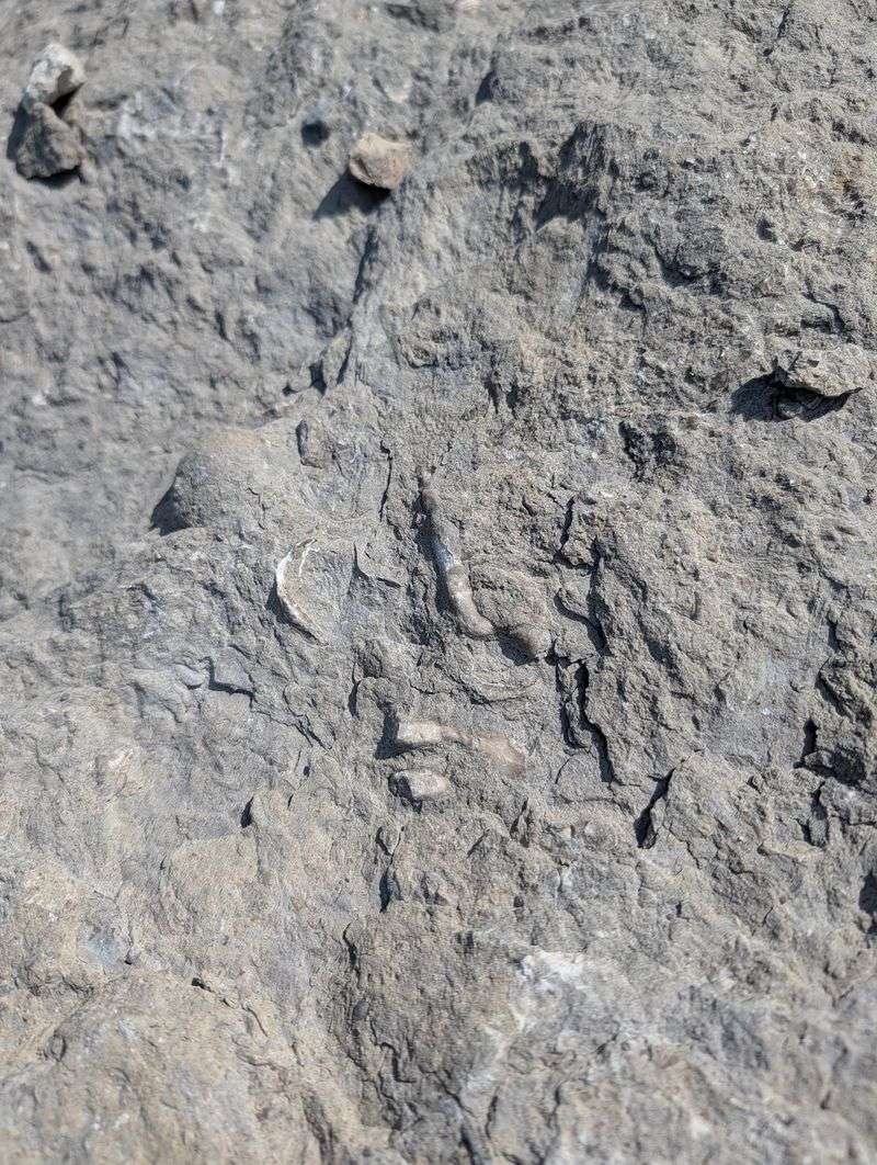 Trilobites, Crinoids, and Coral Galore