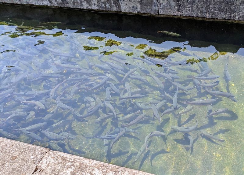 Trout at Every Stage, From Tiny Fry to Giants