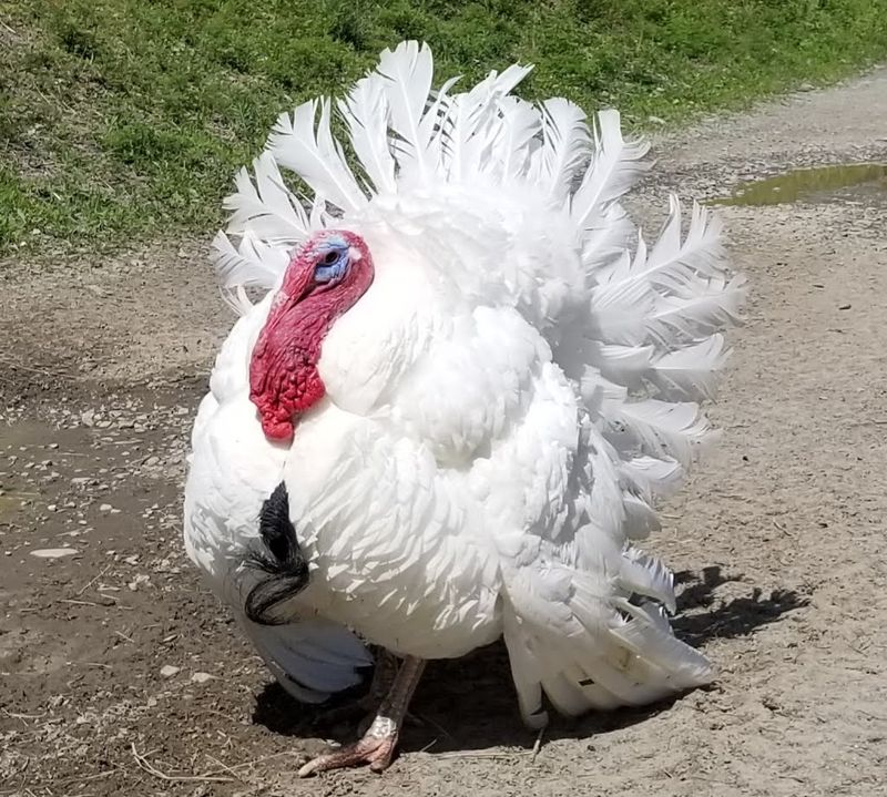 Turkeys, Chickens, and a Lot of Clucking